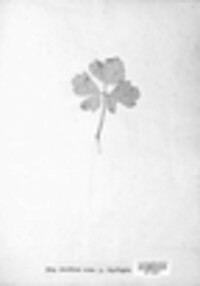 Puccinia coronata image